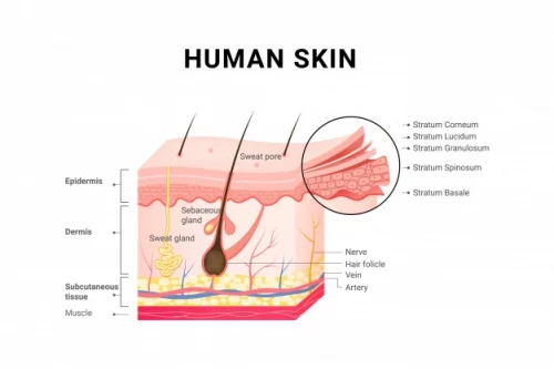 human-skin-layers-structure-skincare-medical-concept_137876-135